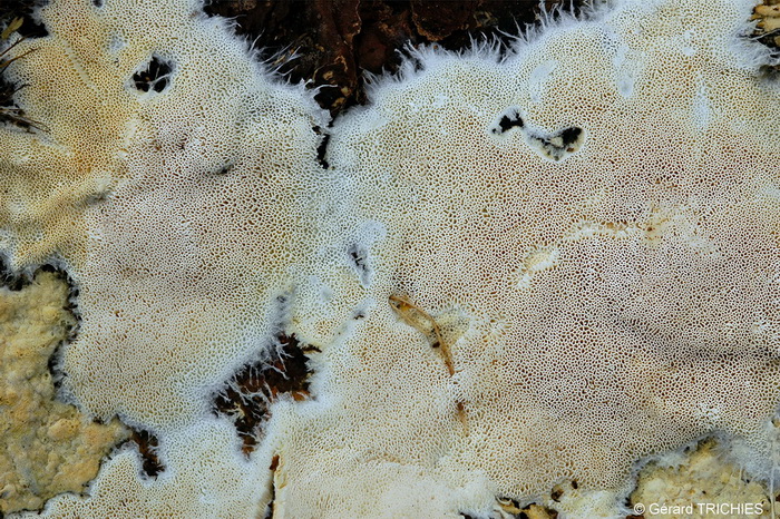 Crosta vellutata - foto 2140 (Tomentella bryophila)
